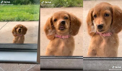 El canino pegó su rostro a la mampara como forma de pedir que la dejen ingresar al hogar. Foto: captura de TikTok