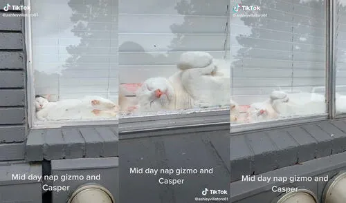 Los mininos descansaban en la ventana del hogar cuando la mujer llegó de trabajar y se sorprendió al verlos. Foto: captura de TikTok