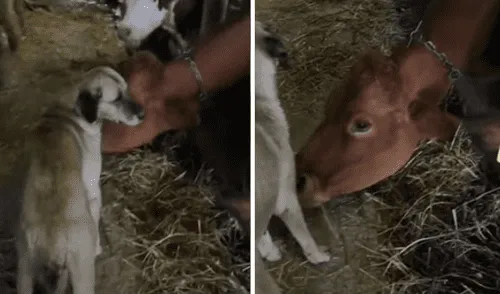 El video viral ha sido compartido en el canal Rumble Viral. Foto: captura de YouTube