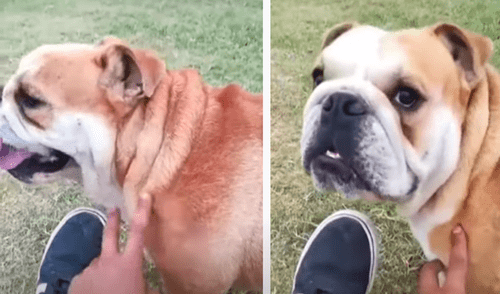 El video ha sido compartido en la cuenta de Rocio Garcia. Foto: captura de Facebook