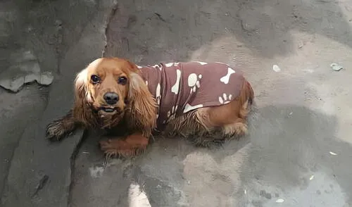 Aunque un joven albergó al inquieto Doky por unas horas, tuvo que dejárselo a un agente de Serenazgo, quien se limitó a esperar por su dueño en el parque donde se había perdido. Foto: difusión