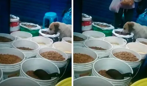 Un perrito se metió a escondidas a una tienda para conseguir comida; sin embargo, fue descubierto por la propietaria. Foto: captura de TikTok Un perrito se metió a escondidas a una tienda para conseguir comida; sin embargo, fue descubierto por la propietaria. Foto: captura de TikTok