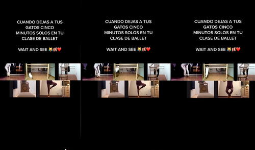 El minino sorprendió a los asistentes de la clase virtual con conmovedora actitud. Foto: captura de TikTok