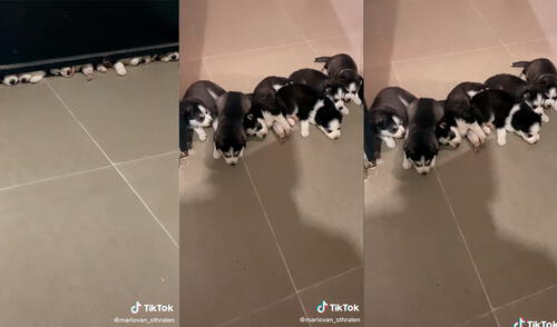 Los caninos conmovieron a miles de cibernautas con cautivadora conducta. Foto: captura de TikTok Los caninos conmovieron a miles de cibernautas con cautivadora conducta. Foto: captura de TikTok