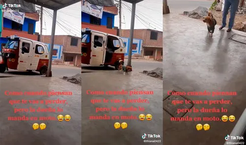 El canino sorprendió a sus dueños al llegar en un mototaxi encargado por la mujer. Foto: captura de TikTok El canino sorprendió a sus dueños al llegar en un mototaxi encargado por la mujer. Foto: captura de TikTok