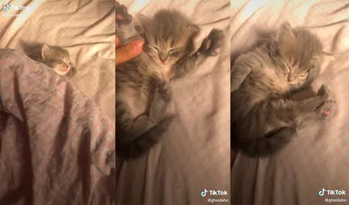 El minino conmovió a miles de cibernautas con enternecedora actitud para seguir durmiendo. Foto: captura de TikTok El minino conmovió a miles de cibernautas con enternecedora actitud para seguir durmiendo. Foto: captura de TikTok