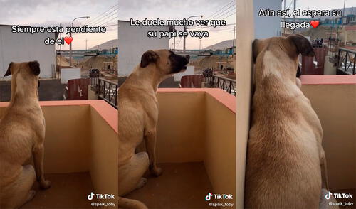 La mujer captó cómo el canino llora cuando su dueño sale a trabajar. Foto: captura de TikTok