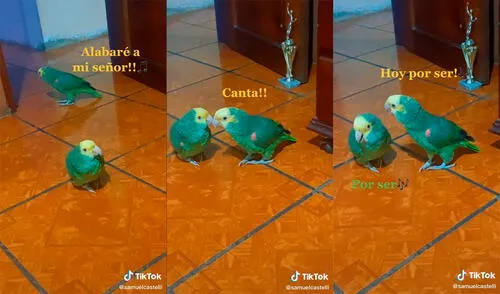 Las aves cautivaron a miles de cibernautas con divertida interacción musical con el hombre. Foto: captura de TikTok Las aves cautivaron a miles de cibernautas con divertida interacción musical con el hombre. Foto: captura de TikTok