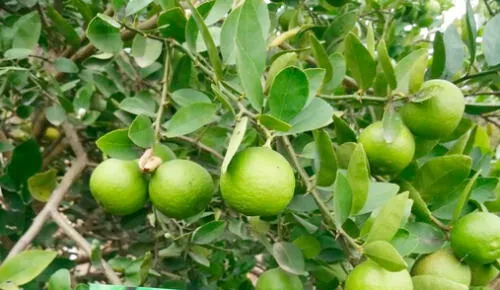 El distrito de Olmos se caracteriza por la producción y venta de limón. Foto: Junta de Usuarios Olmos