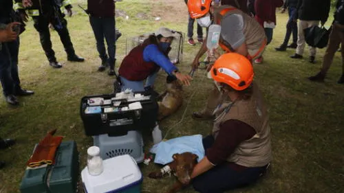 Más temprano, el gobernador de Puebla, Miguel Barbosa, informó que por el peligro del agujero no se podían rescatar a los perros. Foto: captura de video