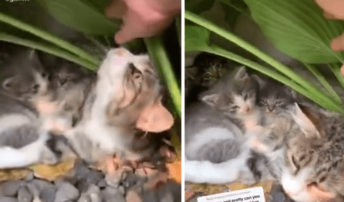 El video ha causado gran sensación en las redes. Foto: captura de Facebook