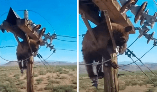 Una vez a salvo, el oso fue dejado en libertad y corrió hacia el bosque. Foto: captura de YouTube