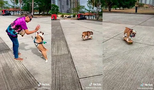 El canino cautivó a miles de cibernautas con adorable actitud para jugar. Foto: captura de TikTok El canino cautivó a miles de cibernautas con adorable actitud para jugar. Foto: captura de TikTok