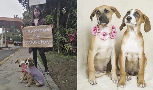 Los pequeños canes ya están desparasitados y tienen poco más de un mes de nacidos. Foto: composición/La República
