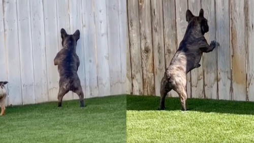 El perro pasaba varios minutos viendo por el hueco a los ocupantes de la vivienda contigua. Foto: captura de YouTube