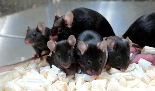 El estudio fue realizado por la científicos de la Universidad de Yamanshi, en Japón. Foto: AFP