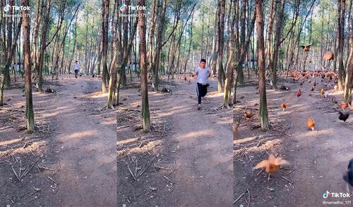 El hombre realizó una insólita aparición al correr rodeado de más de un centenar de gallinas. Foto: captura de TikTok