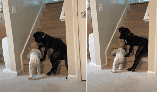 El video viral ha sido compartido en el canal ViralHog. Foto: captura de YouTube El video viral ha sido compartido en el canal ViralHog. Foto: captura de YouTube