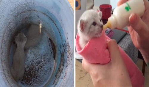 Una joven se detuvo en medio de la carretera al encontrar a unos pequeños felinos en deplorables condiciones. Foto: captura de YouTube