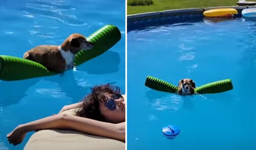 Miles de usuarios quedaron cautivados con la conducta de este perrito. Foto: captura de YouTube Miles de usuarios quedaron cautivados con la conducta de este perrito. Foto: captura de YouTube