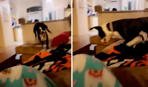 El video ha causado gran furor en las redes sociales. Foto: captura de TikTok El video ha causado gran furor en las redes sociales. Foto: captura de TikTok