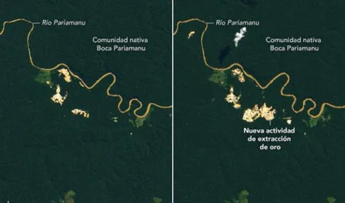 Imágenes en color natural de Landsat 8, tomadas en mayo de 2020 y 2021, muestran la expansión de la minería del oro en la selva amazónica peruana. Foto: Observatorio de la Tierra de la NASA/Lauren Dauphin