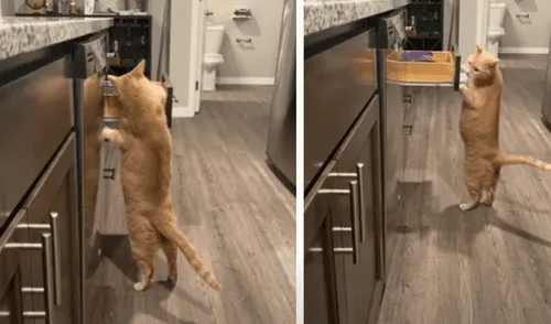 El video ha sido compartido en la página BVIRAL. Foto: captura de Facebook