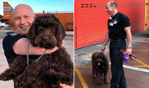 Digby, un labradoodle australiano, comenzó a trabajar con el servicio de bomberos en 2018. Foto: DSFireUpdates/Twitter Digby, un labradoodle australiano, comenzó a trabajar con el servicio de bomberos en 2018. Foto: DSFireUpdates/Twitter