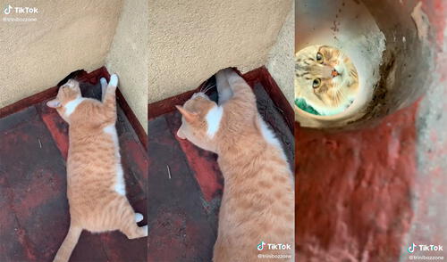 La minina sorprendió a su dueña con peculiar comportamiento para jugar con el gato del vecino. Foto: captura de TikTok