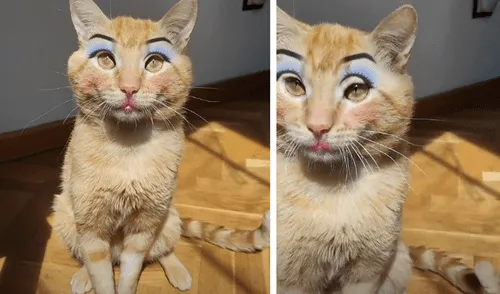 El video causó gran sensación en las redes sociales. Foto: captura de TikTok