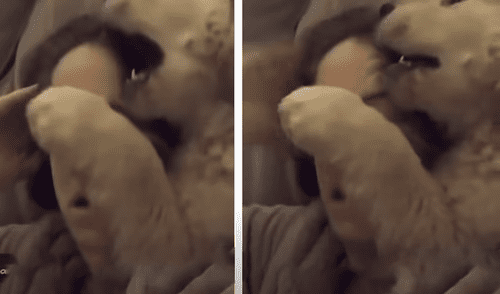 El video ha sido compartido en el canal DogLove 24. Foto: captura de Facebook