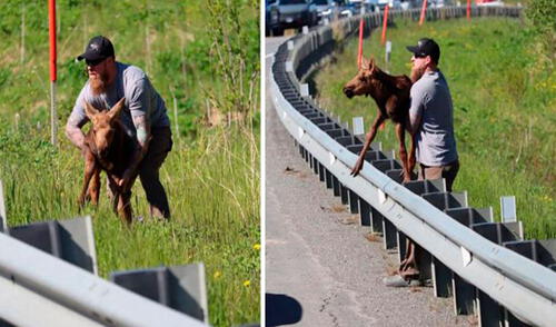 Un hombre detuvo el tránsito al percatarse que un pequeño alce estaba separado de su mamá, debido a que no podía pasar una barandilla. Foto: Andrea N Salty Bock/ Facebook