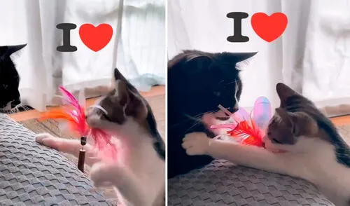 Un travieso gatito quería llamar la atención de su ‘hermano’ que estaba echado en el mueble, por ello, le llevó su juguete. Foto: captura de TikTok