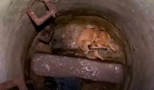 El video viral ha sido compartido en el canal El Dodo. Foto: captura de YouTube