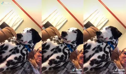 El canino conmovió a su dueña al quedarse dormido mientras se sentaba a su lado. Foto: captura de TikTok El canino conmovió a su dueña al quedarse dormido mientras se sentaba a su lado. Foto: captura de TikTok