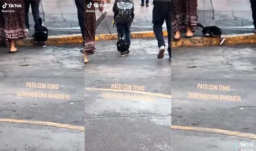 Un transeúnte captó la hilarante apariencia del ave, que no pudo evitar caerse mientras caminaba con sus dueños. Foto: captura de TikTok