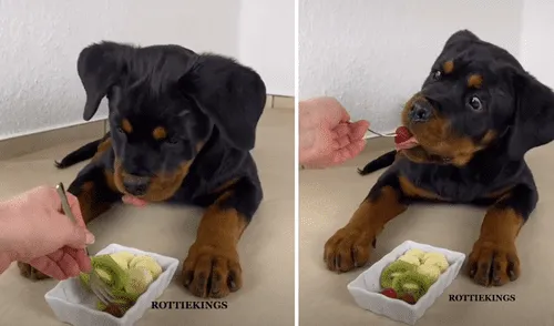 El cachorro recibió su comida con un tenedor. Foto: captura de TikTok