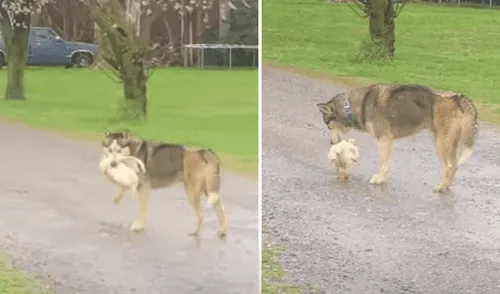 El video viral ha sido compartido en la página ViralHog. Foto: captura de Facebook