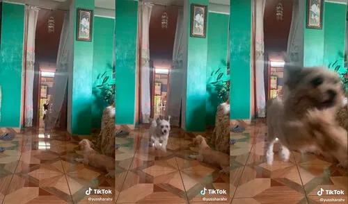 El canino apareció súbitamente tras escuchar el llamado de su dueña. Foto: captura de TikTok El canino apareció súbitamente tras escuchar el llamado de su dueña. Foto: captura de TikTok