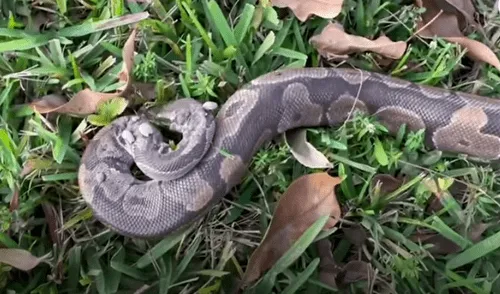 El video viral ha sido compartido en el canal El Dodo. Foto: captura de YouTube El video viral ha sido compartido en el canal El Dodo. Foto: captura de YouTube