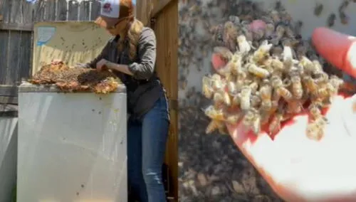 La mujer sacó la colonia de abejas de una lavadora con sus propias manos. Foto: captura de Instagram La mujer sacó la colonia de abejas de una lavadora con sus propias manos. Foto: captura de Instagram