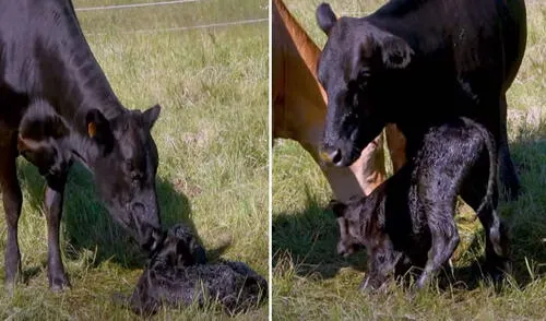 La tierna escena entre madre e hijo logró conmover a más de uno en las redes sociales. Foto: captura de YouTube