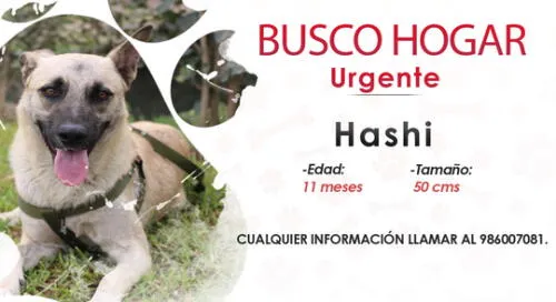 Perrito de 11 meses se encuentra en adopción responsable. Foto: composición/Hanslitt Cruzado Perrito de 11 meses se encuentra en adopción responsable. Foto: composición/Hanslitt Cruzado
