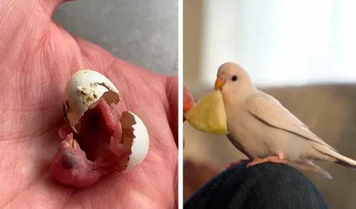 Un hombre notó que había un huevo de periquito dentro de una tienda y decidió llevárselo a su casa para poder ayudarlo. Foto: A Chick Called Albert/ YouTube