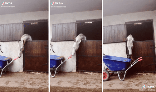 El caballo demostró su gran inteligencia y dejó asombrados a miles en redes sociales. Foto: captura de TikTok El caballo demostró su gran inteligencia y dejó asombrados a miles en redes sociales. Foto: captura de TikTok