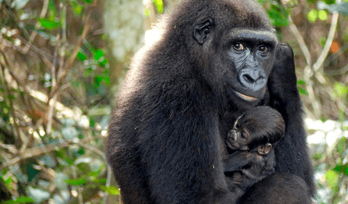 El bebé gorila, que aparentemente está sano, habría nacido en la noche del 13 al 14 de junio. Foto: AFP
