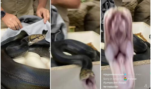 Las asombrosas imágenes fueron compartidas por el cuidador Jay Brewer en su cuenta @jayprehistoricpets. Foto: captura de TikTok