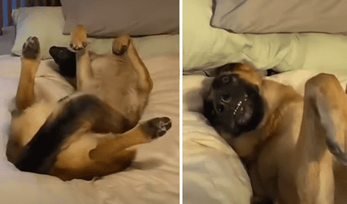 El video viral ha sido compartido en la página DogLove 24. Foto: captura de Facebook