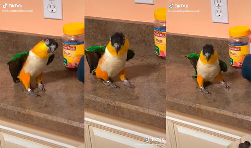 El ave cautivó a su dueña con una adorable reacción al escuchar su música preferida. Foto: captura de TikTok