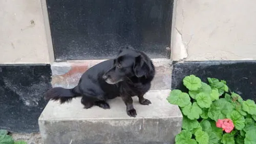 La perrita Negrita es de un tamaño pequeño. Foto: cortesía/ Lourdes Rodas